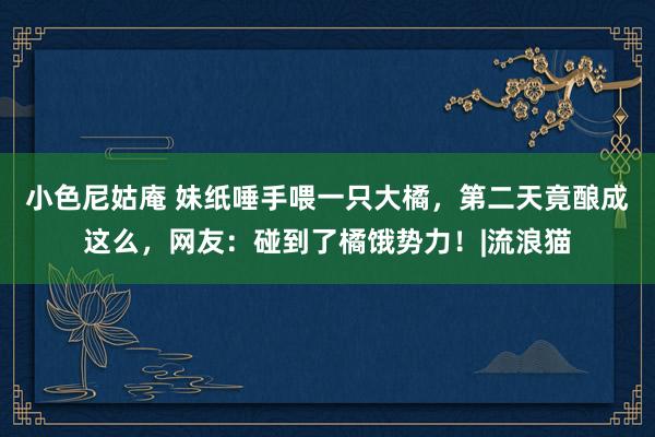 小色尼姑庵 妹纸唾手喂一只大橘，第二天竟酿成这么，网友：碰到了橘饿势力！|流浪猫